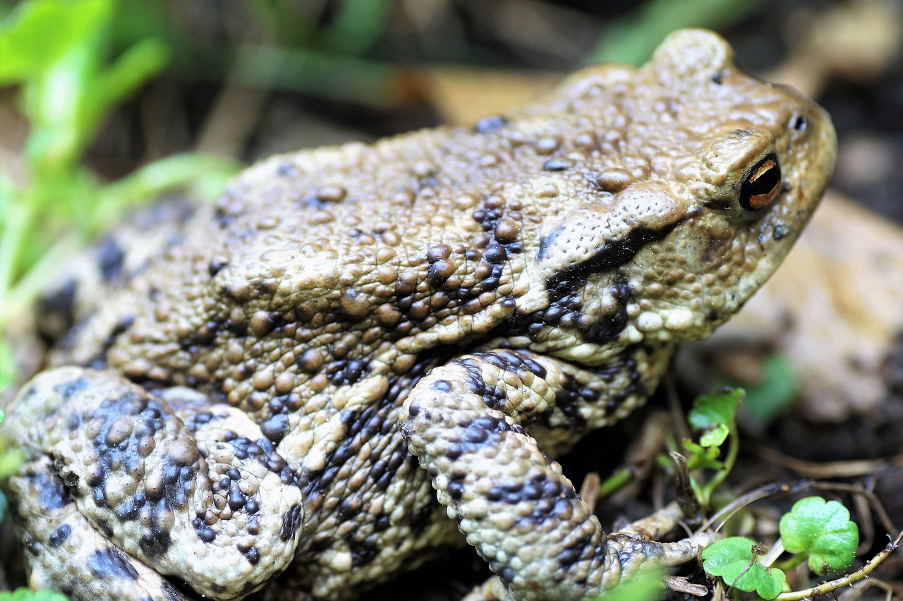 toad  general  bufo bufo free photo