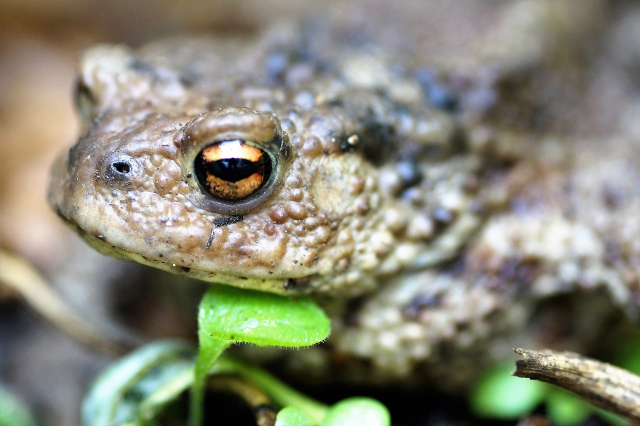 toad  general  bufo bufo free photo