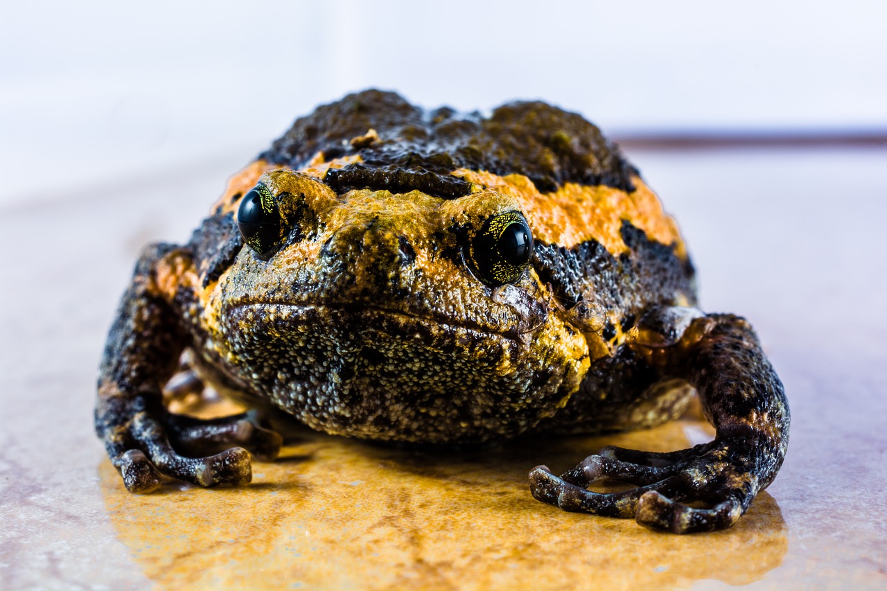 toad anuran frog free photo