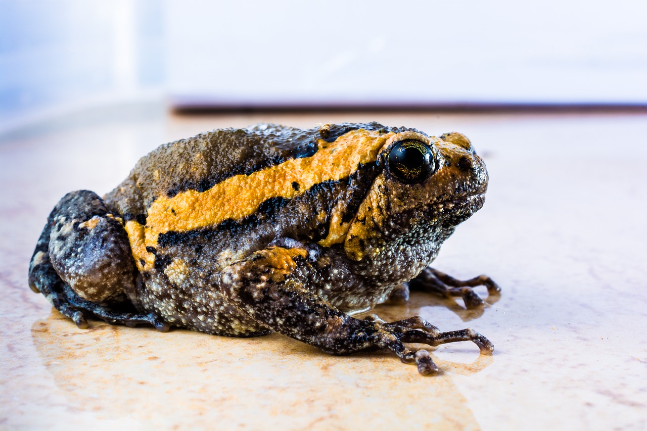 toad anuran frog free photo