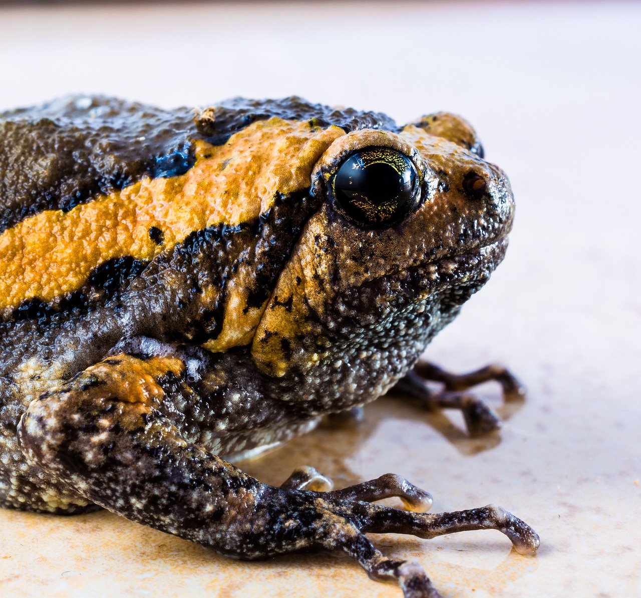 toad anuran frog free photo