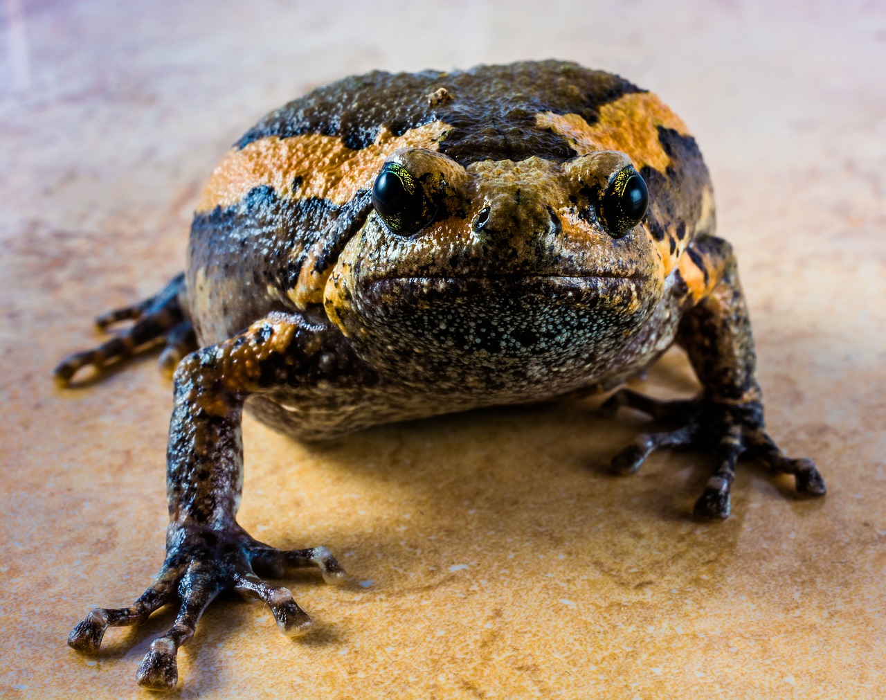 toad anuran frog free photo