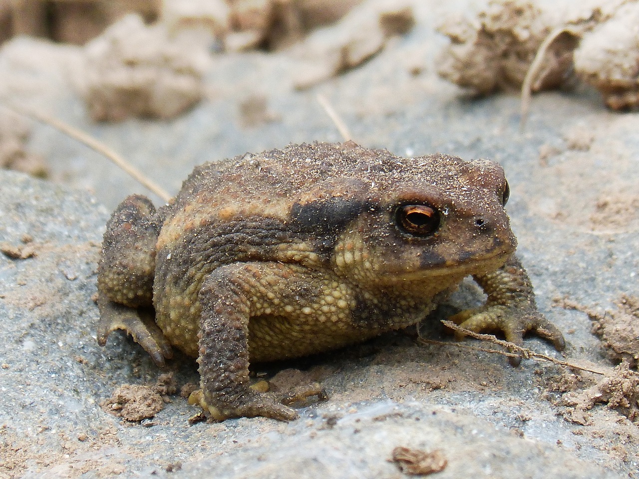 toad  sapito  batrachian free photo