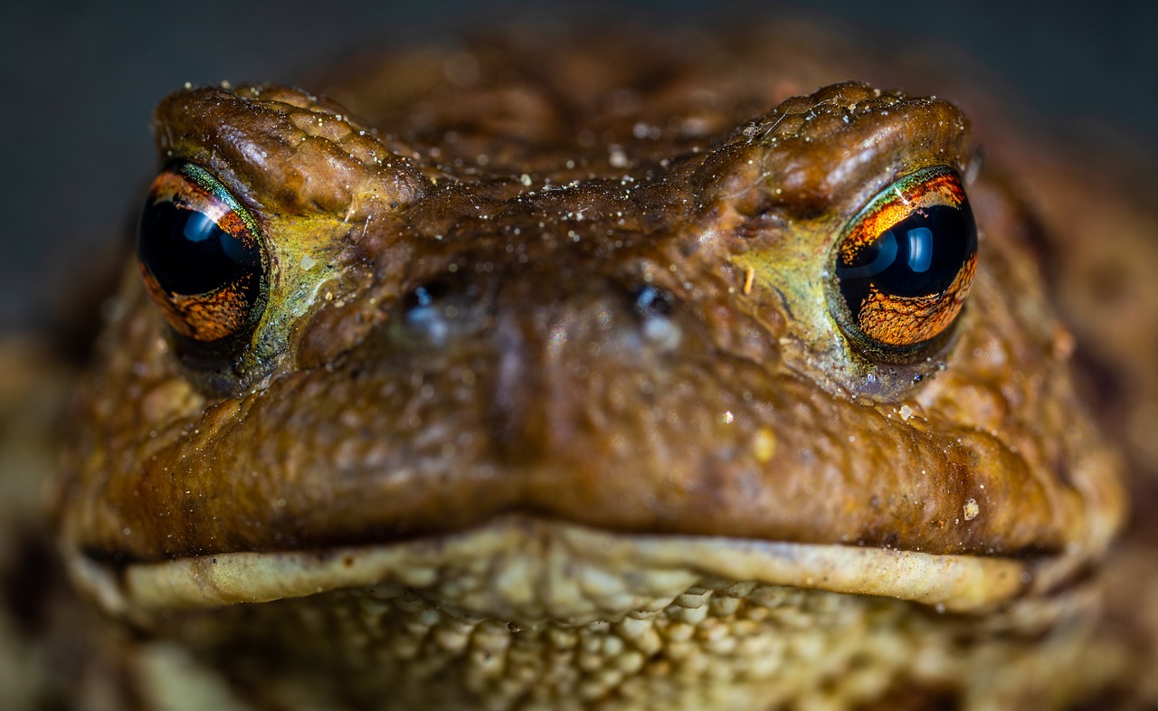 toad  amphibian free pictures free photo