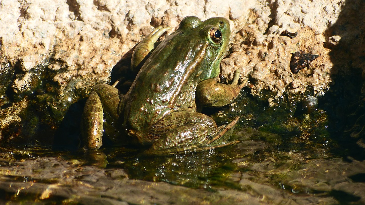 toad  mare  green free photo