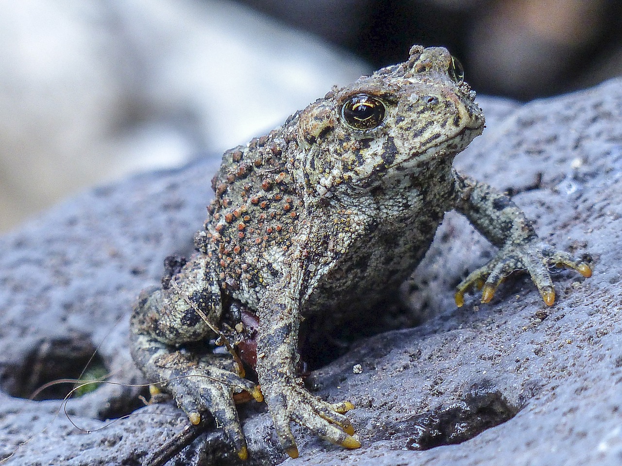 toad animal amphibian free photo