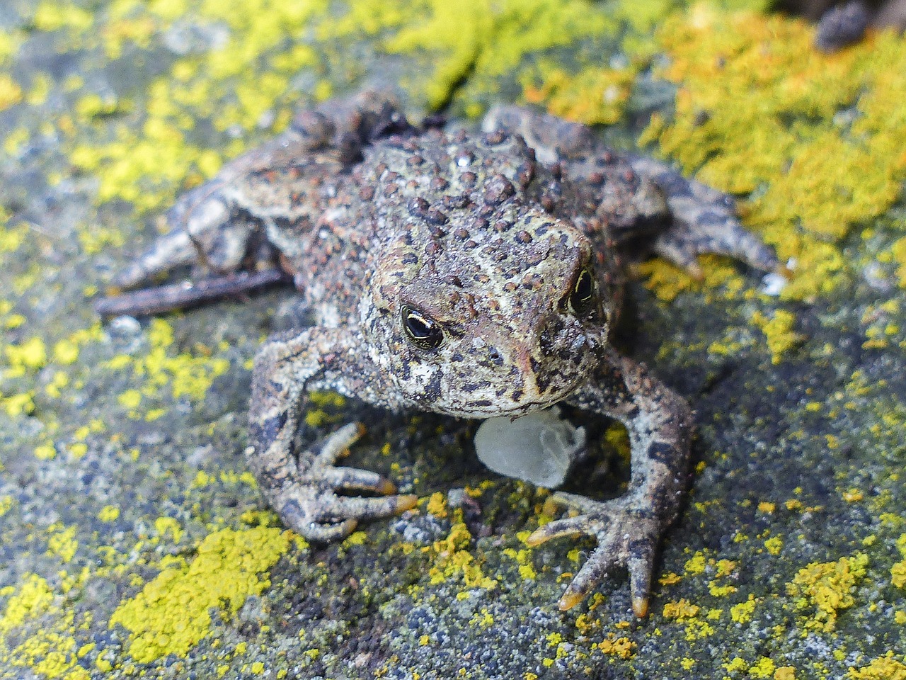 toad animal amphibian free photo