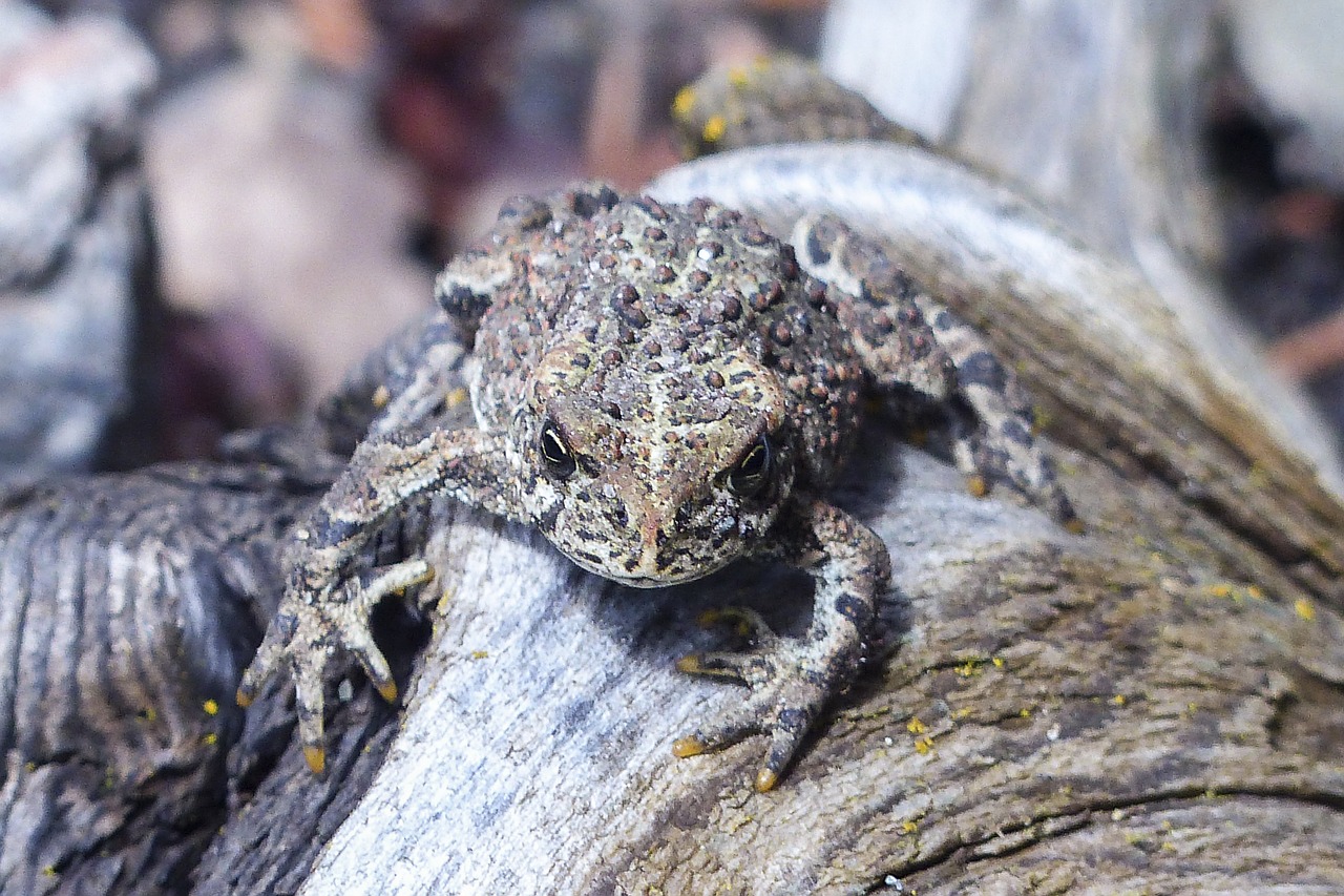 toad animal amphibian free photo