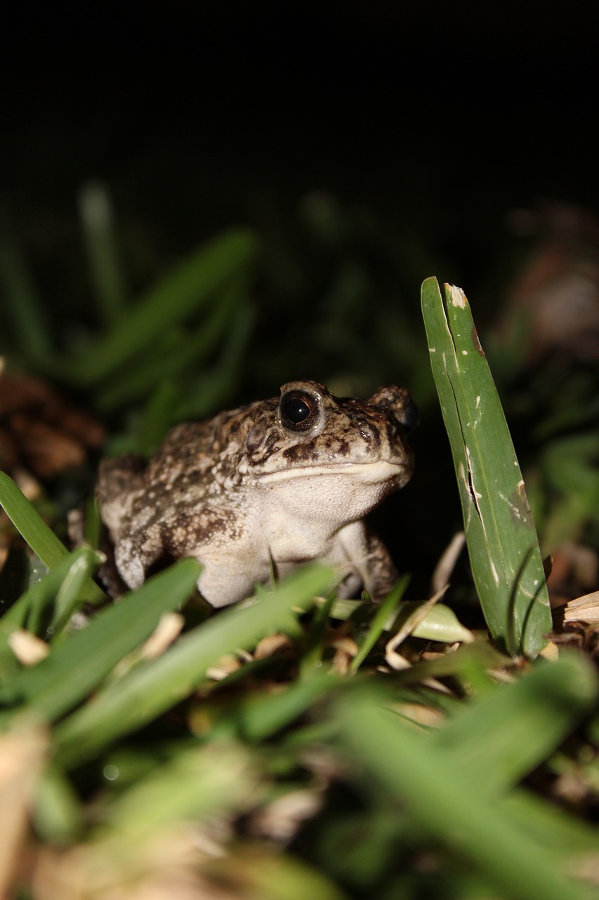 toad  anuran  amphibians free photo