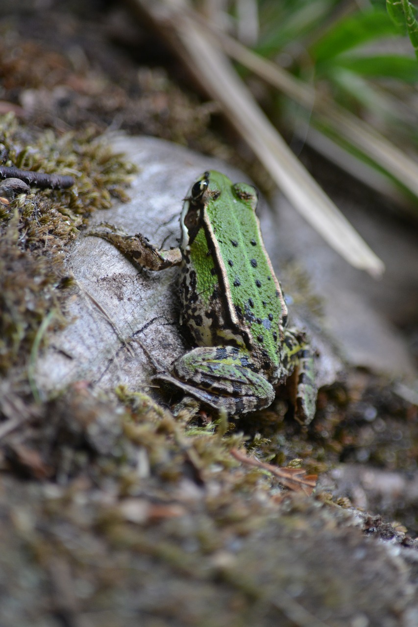 toad  stone  water free photo