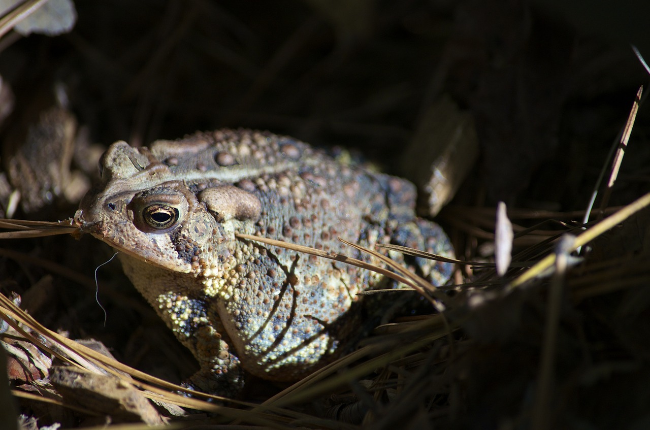 toad  frog  amphibian free photo