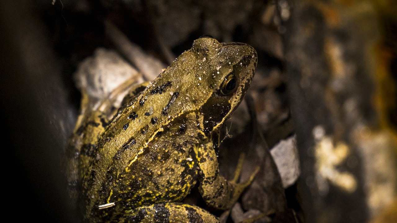 toad  wildlife  frog free photo