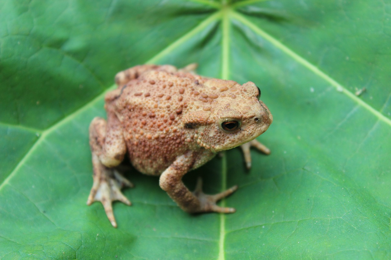 toad leaf warts free photo