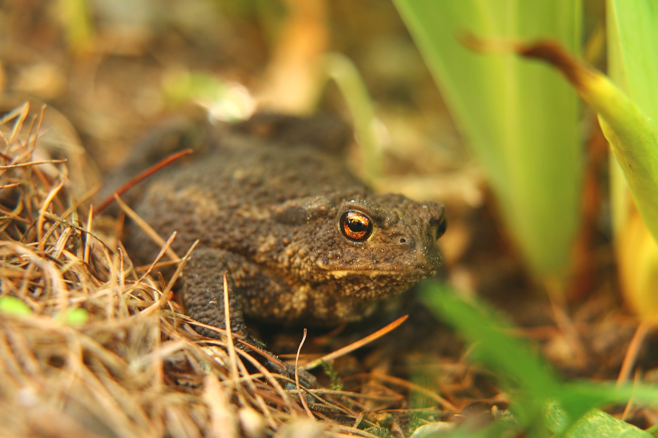 toad  frog  frog eyes free photo