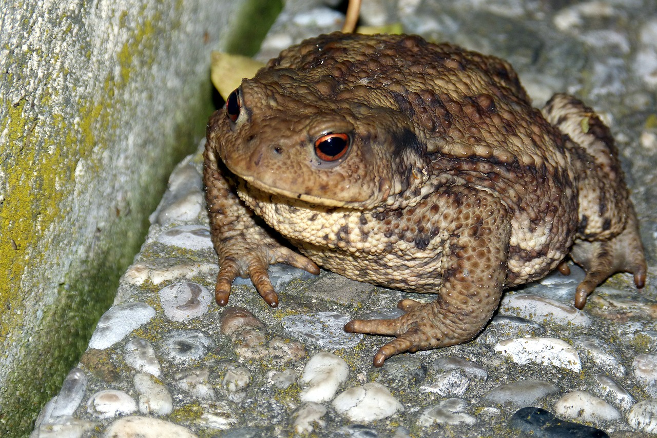 toad common toad warts free photo