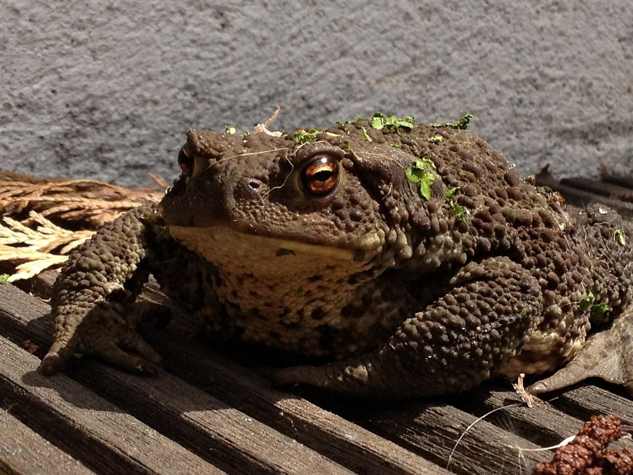 toad frog amphibian free photo