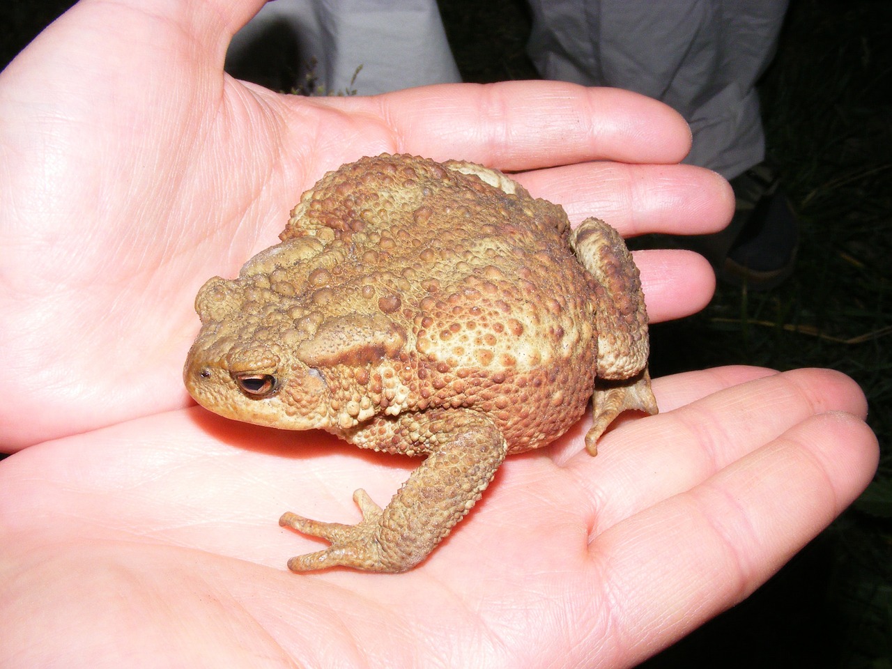 toad reptile nature free photo