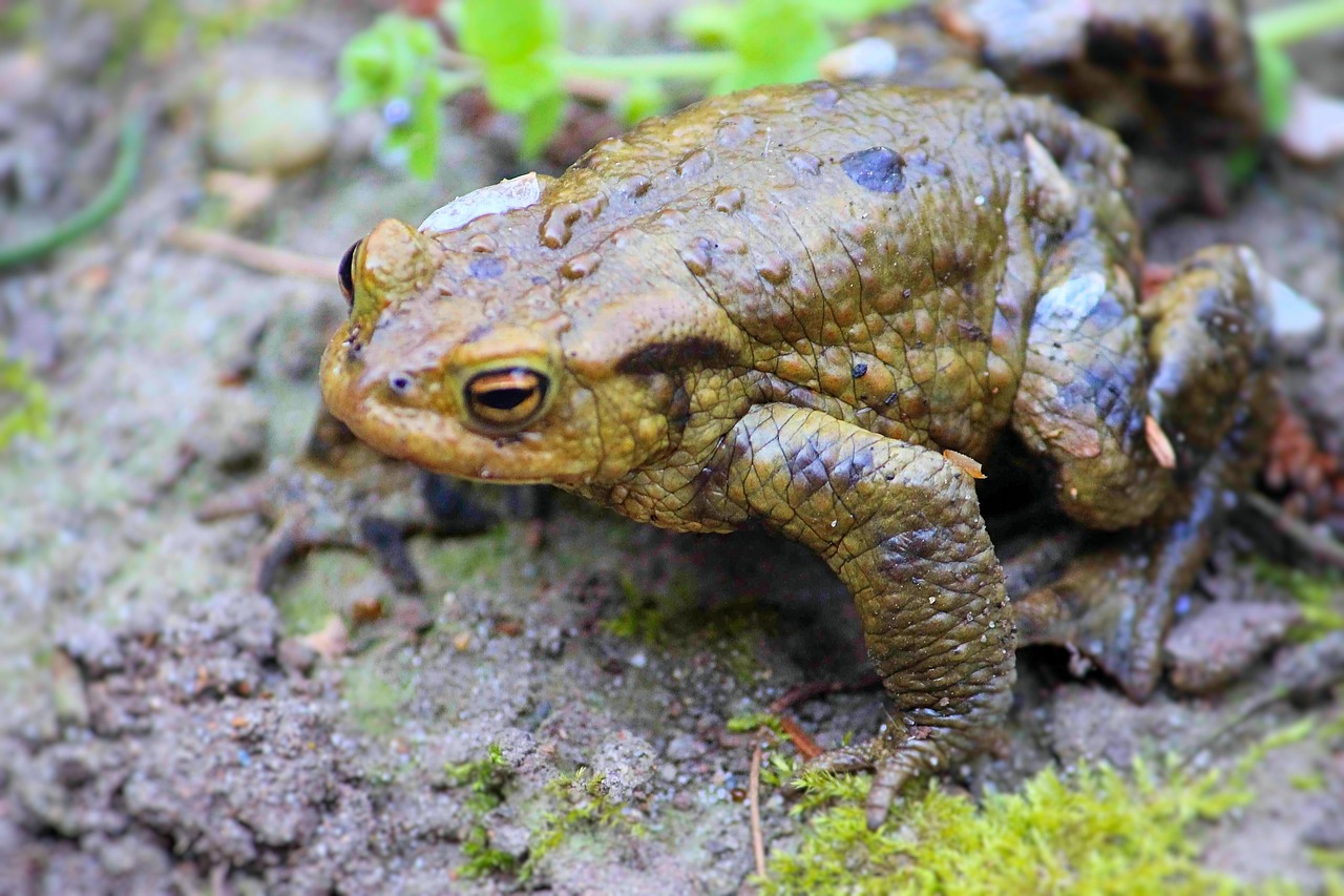 toad  reptile  amphibians free photo