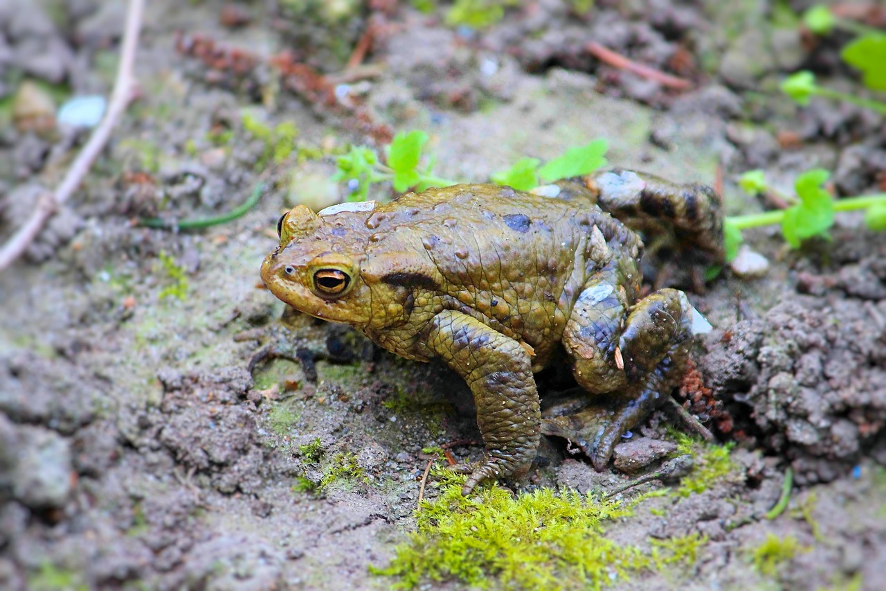 toad  reptile  amphibians free photo