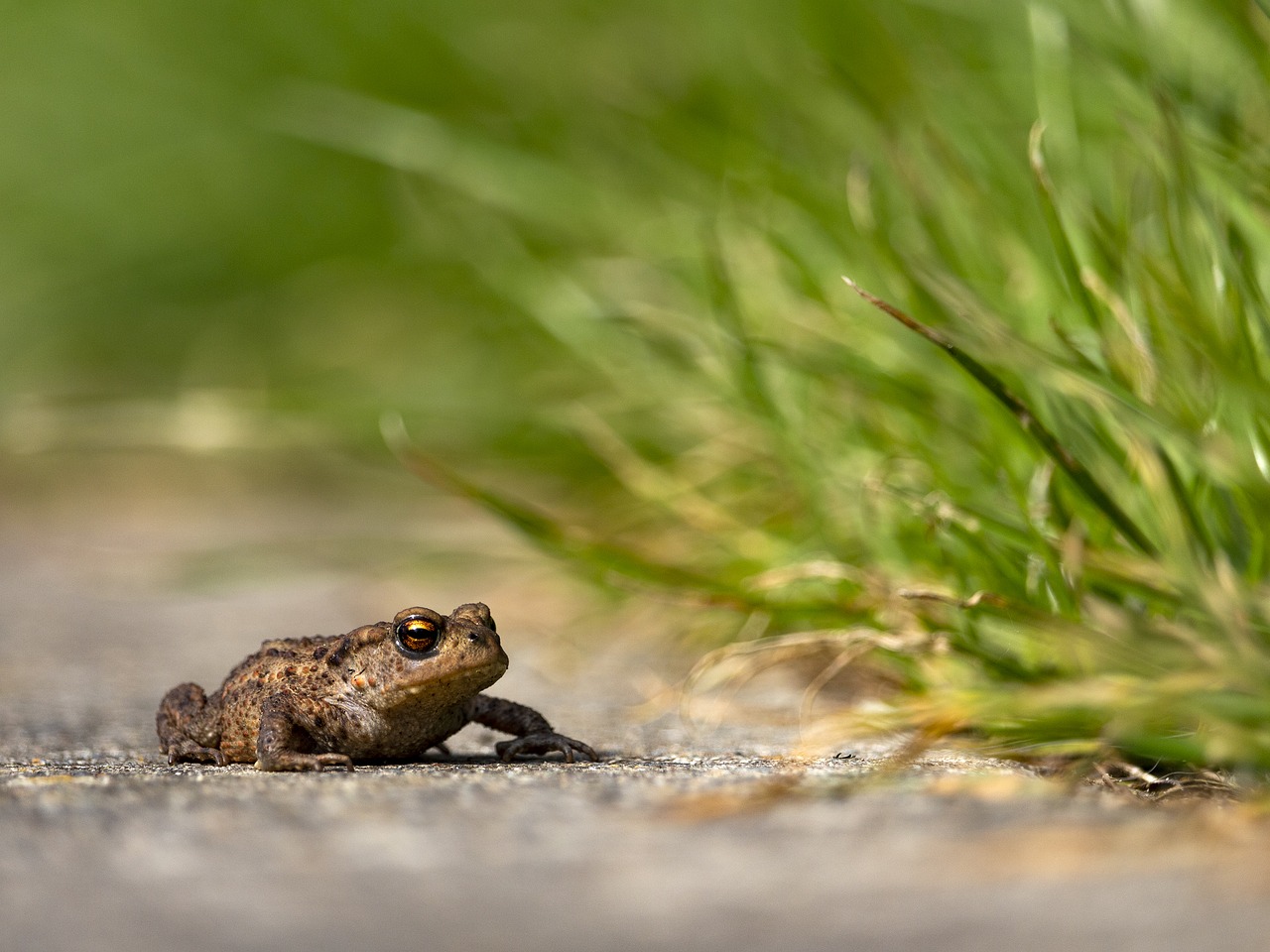 toad  frog  amphibian free photo