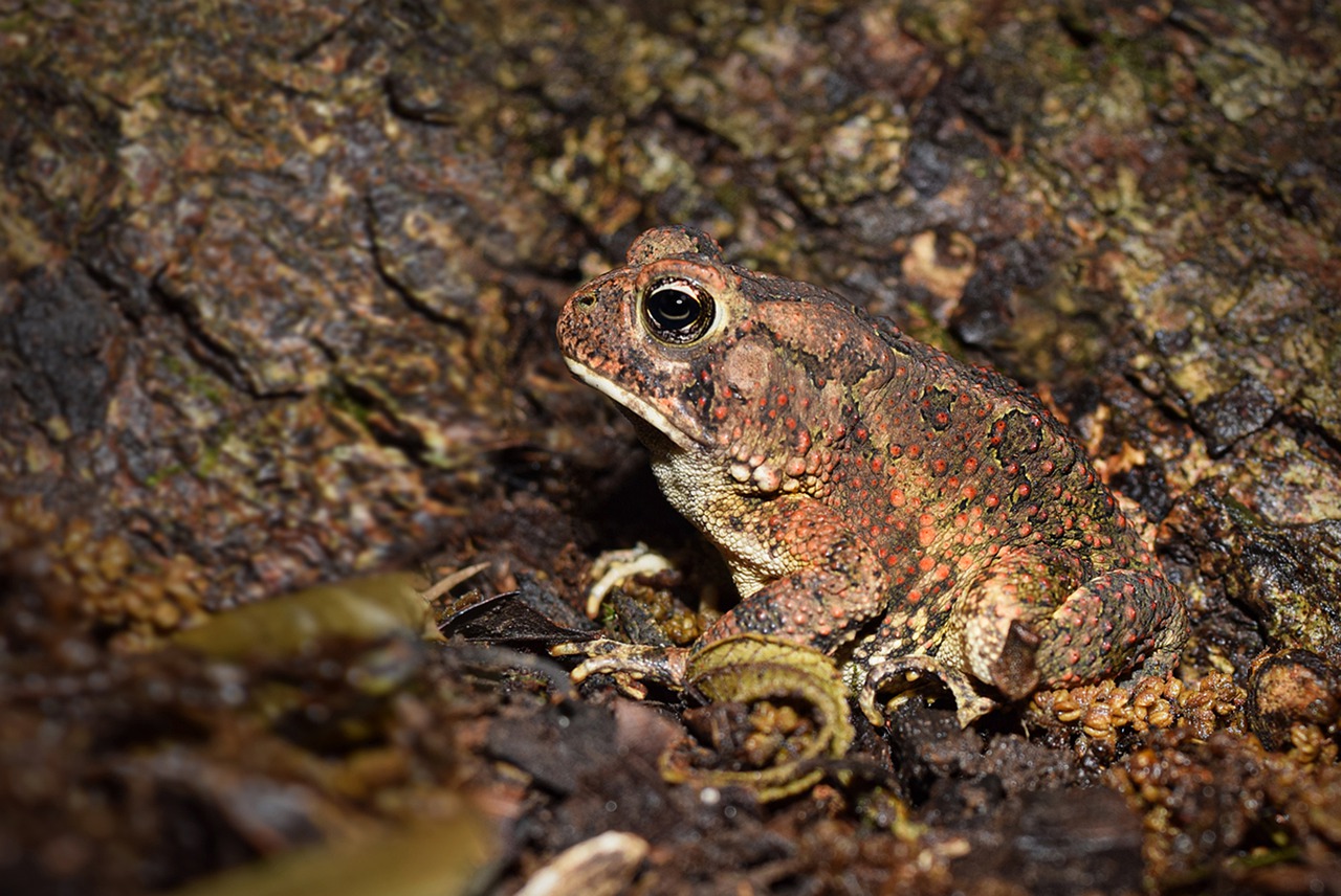 toad  nature  frog free photo