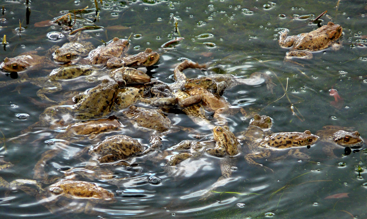 toad  frog  amphibian free photo