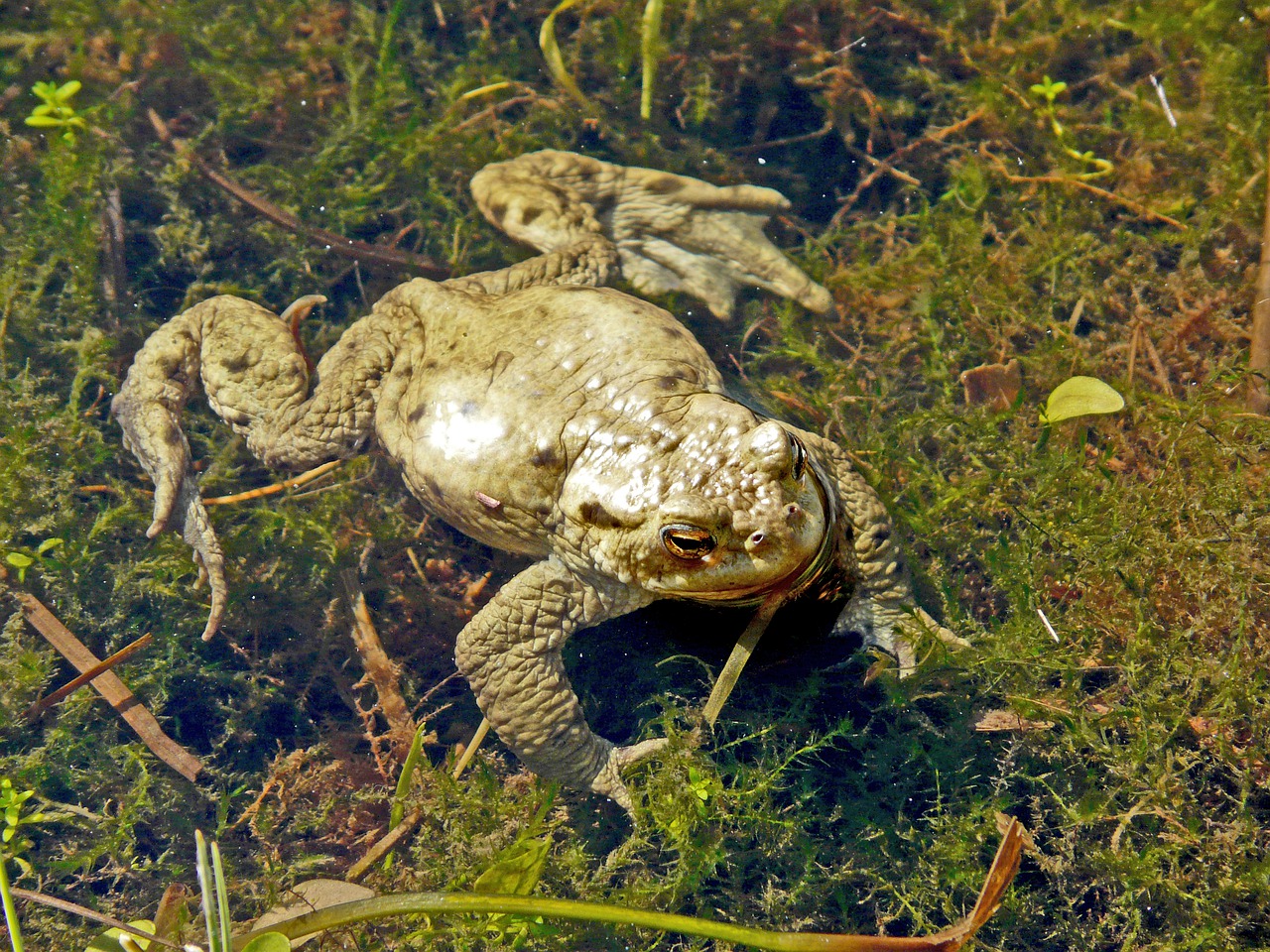 toad  frog  amphibian free photo
