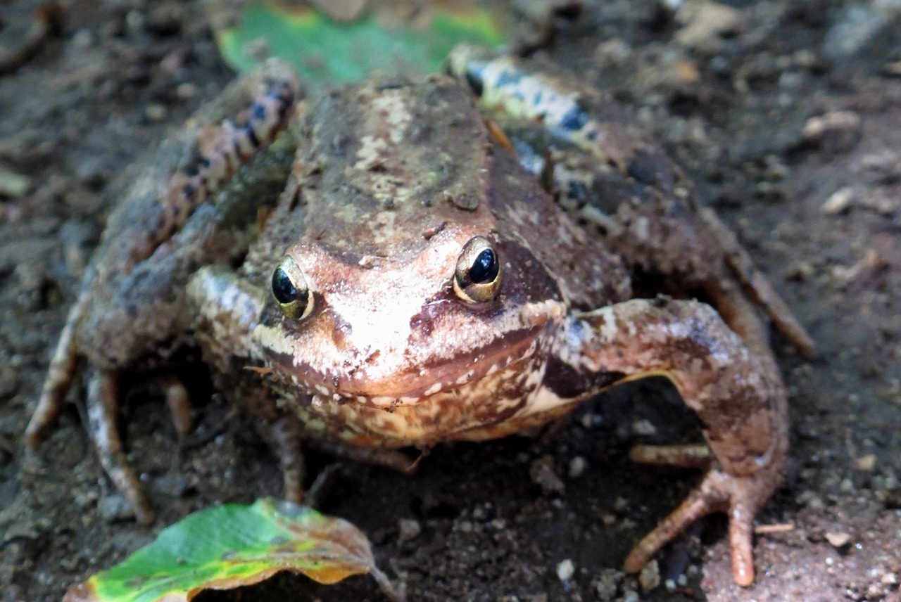 toad frog forest free photo