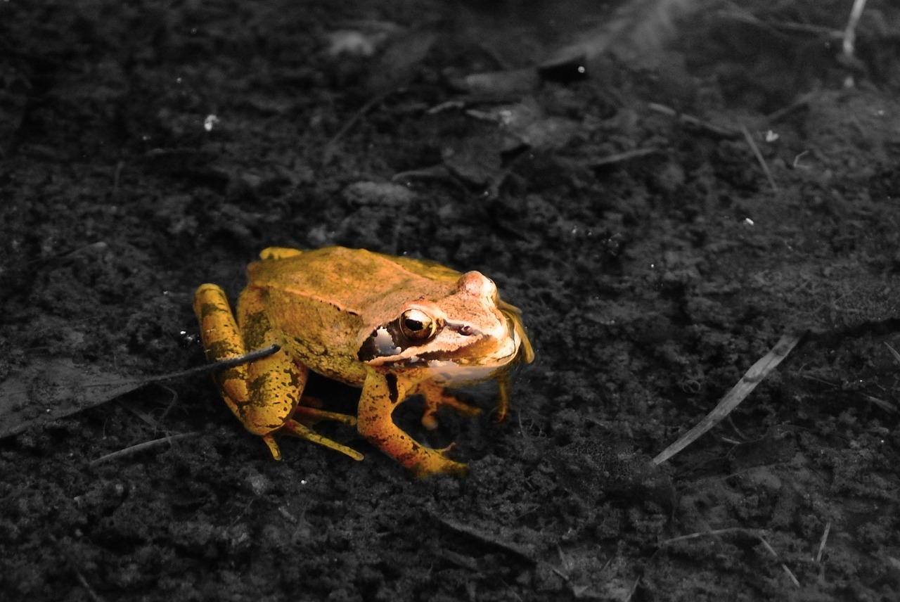 toad camouflage animals free photo