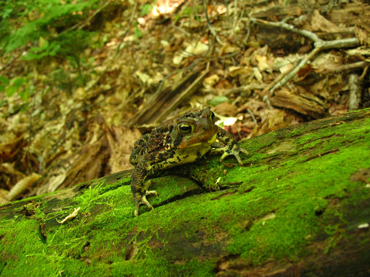 toad frog woods free photo