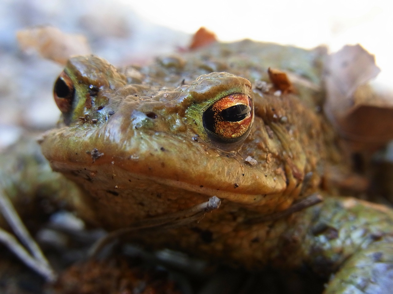 toad pond amphibious free photo