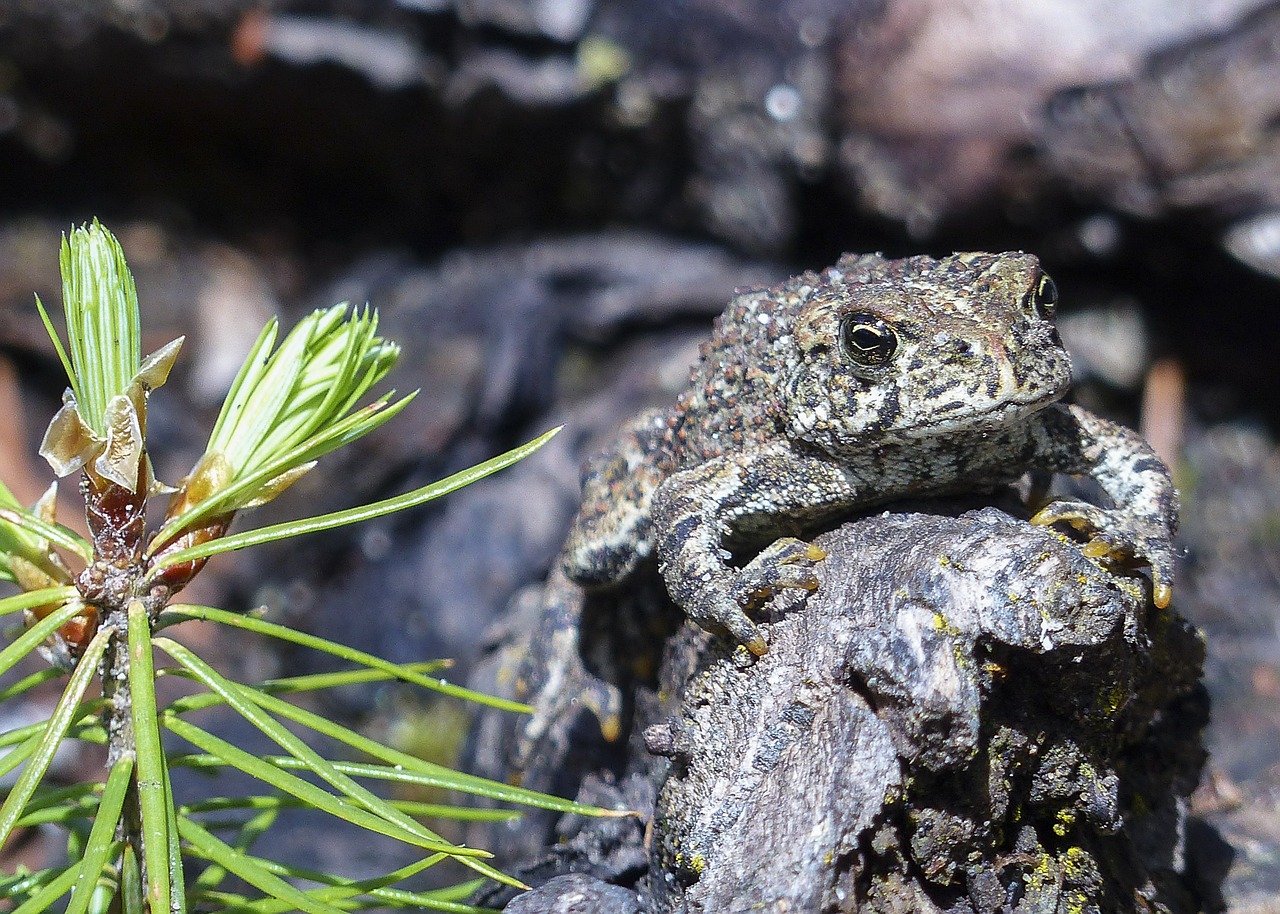 toad animal amphibian free photo