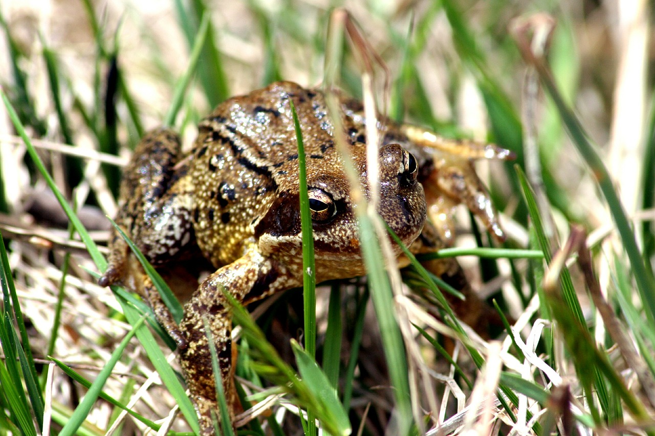 toad frog grass free photo