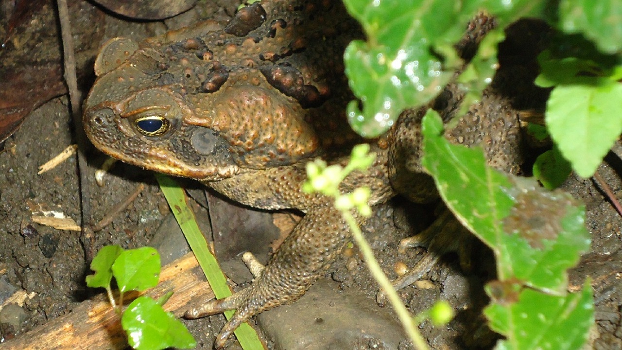 toad warts big free photo