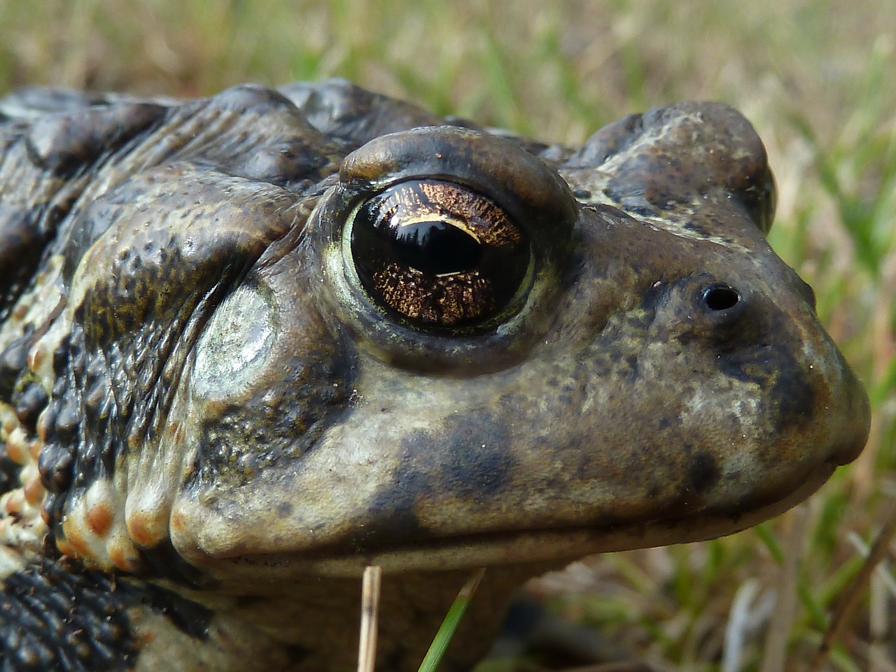 toad animal amphibian free photo