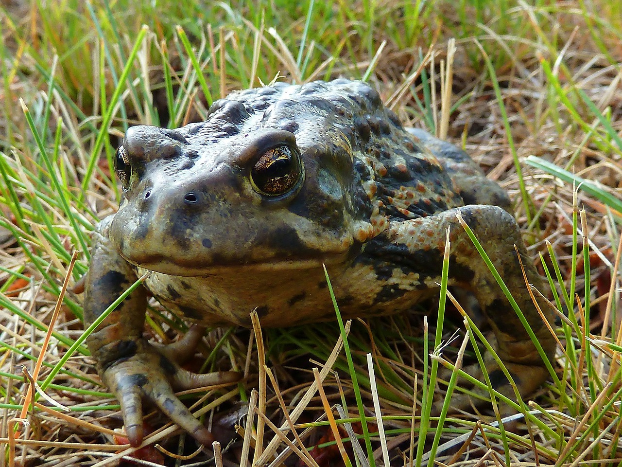 toad amphibian animal free photo