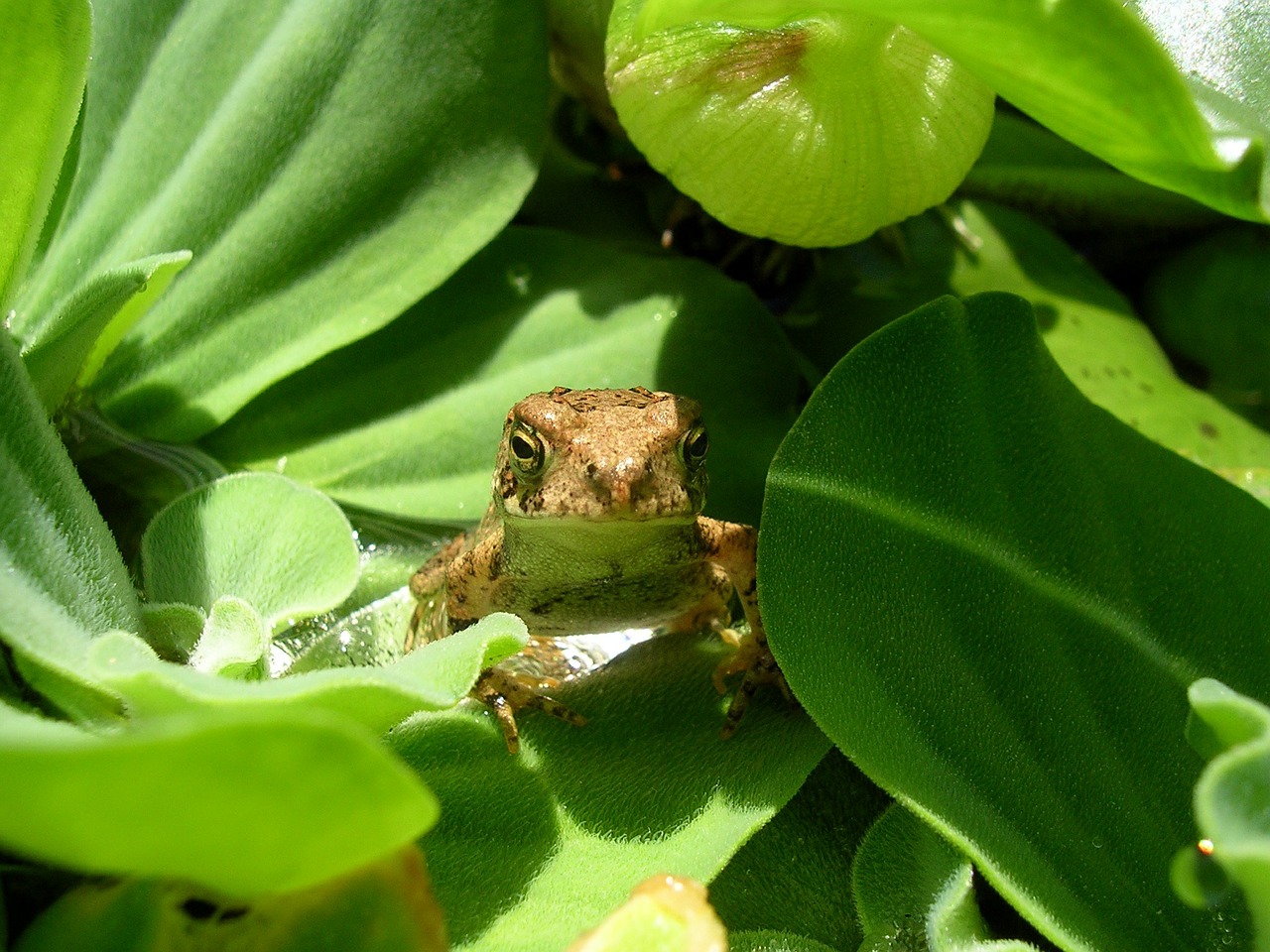 toad reptile wildlife free photo