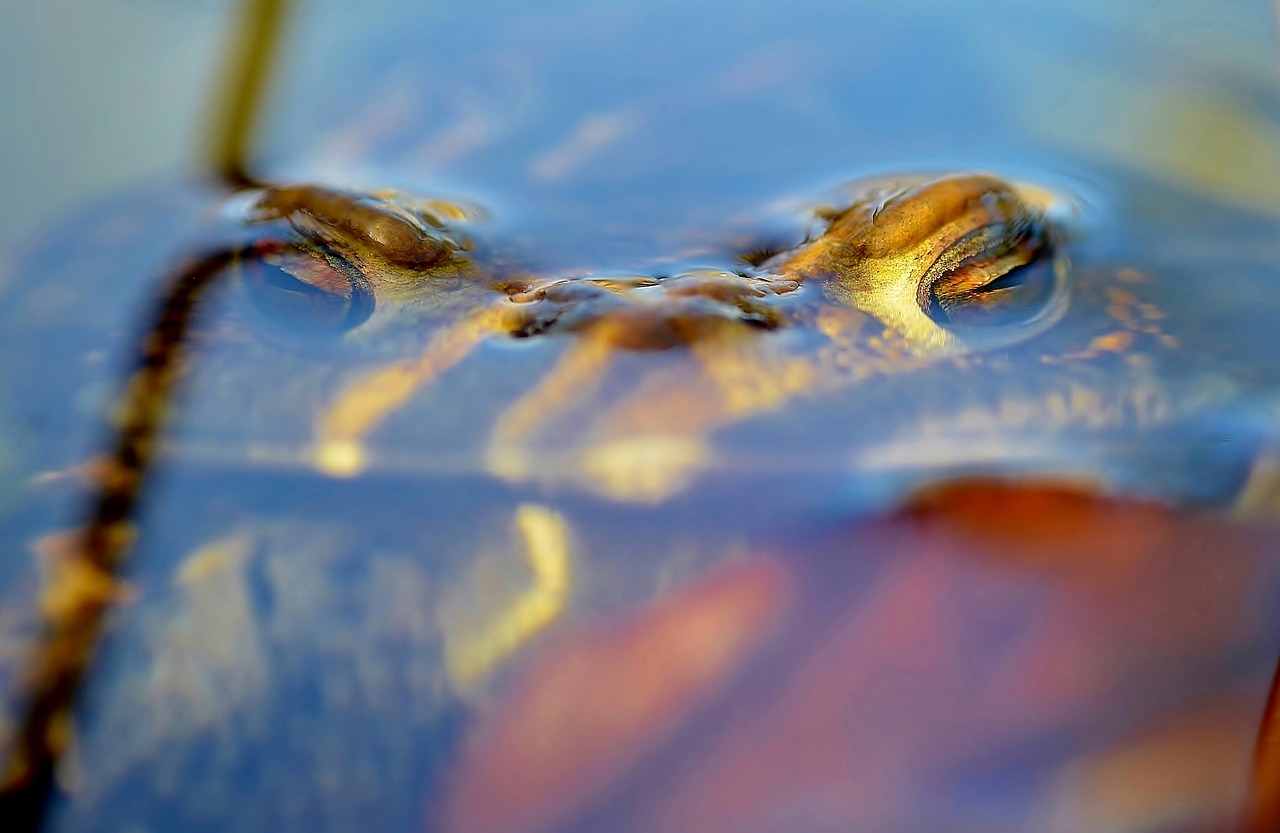 toad golden eyes head free photo