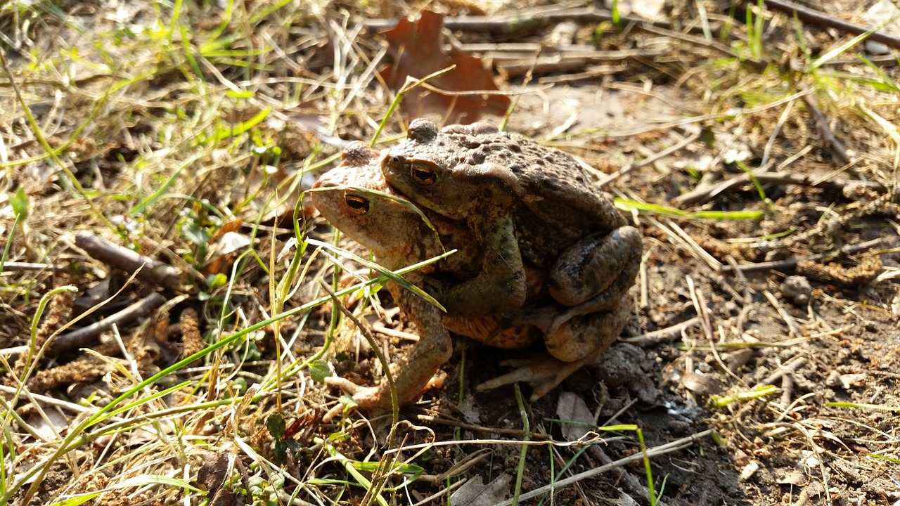 toad amphibians pairing free photo