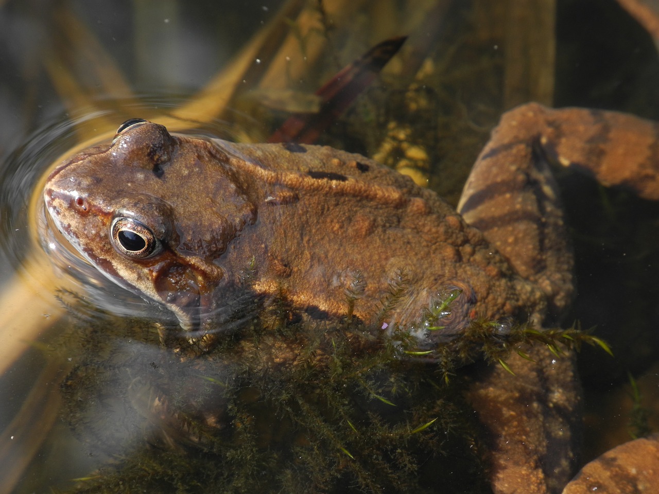 toad brown floats free photo