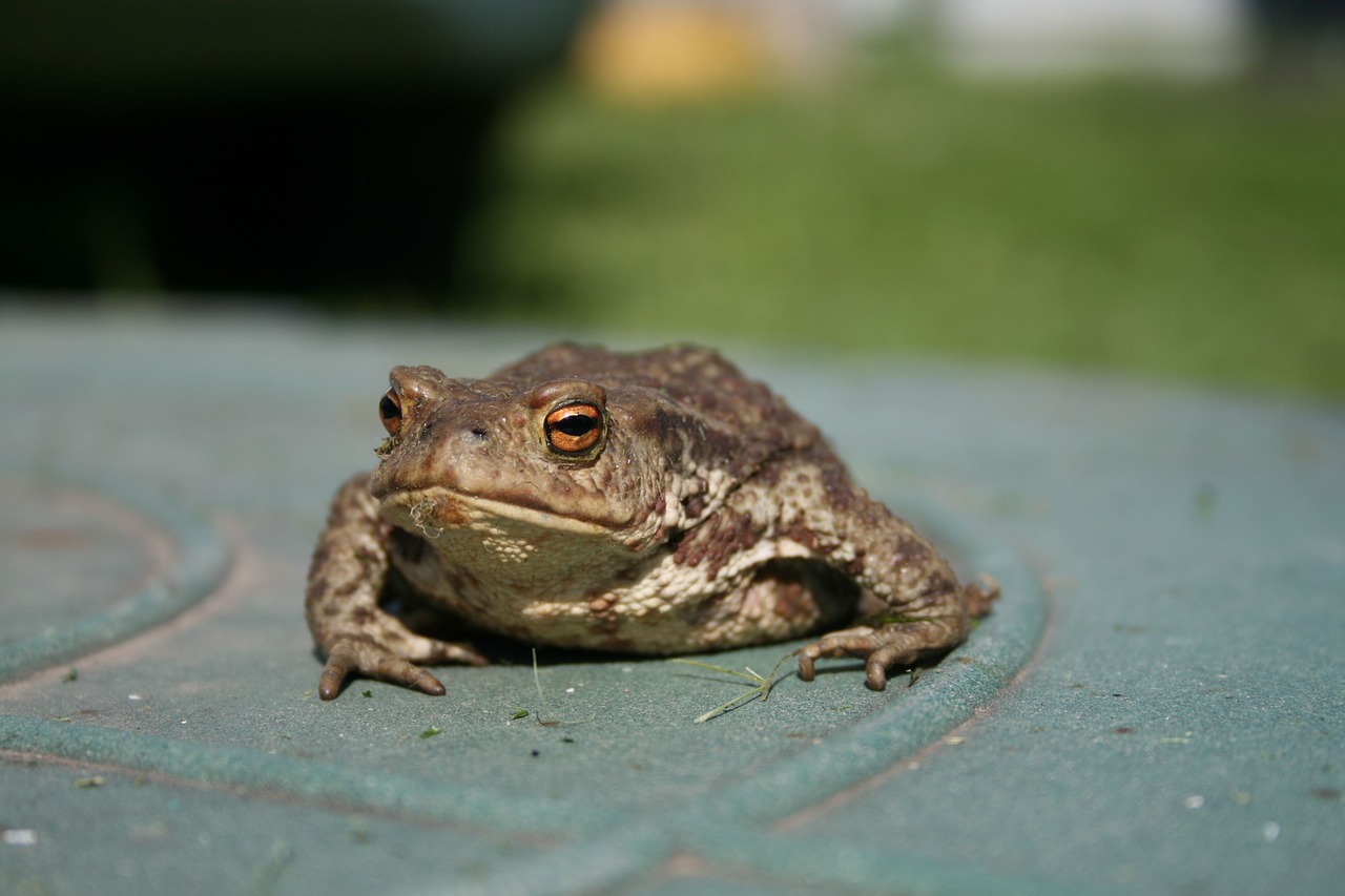 toad amphibian frog free photo