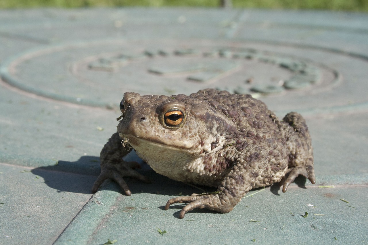 toad amphibian frog free photo