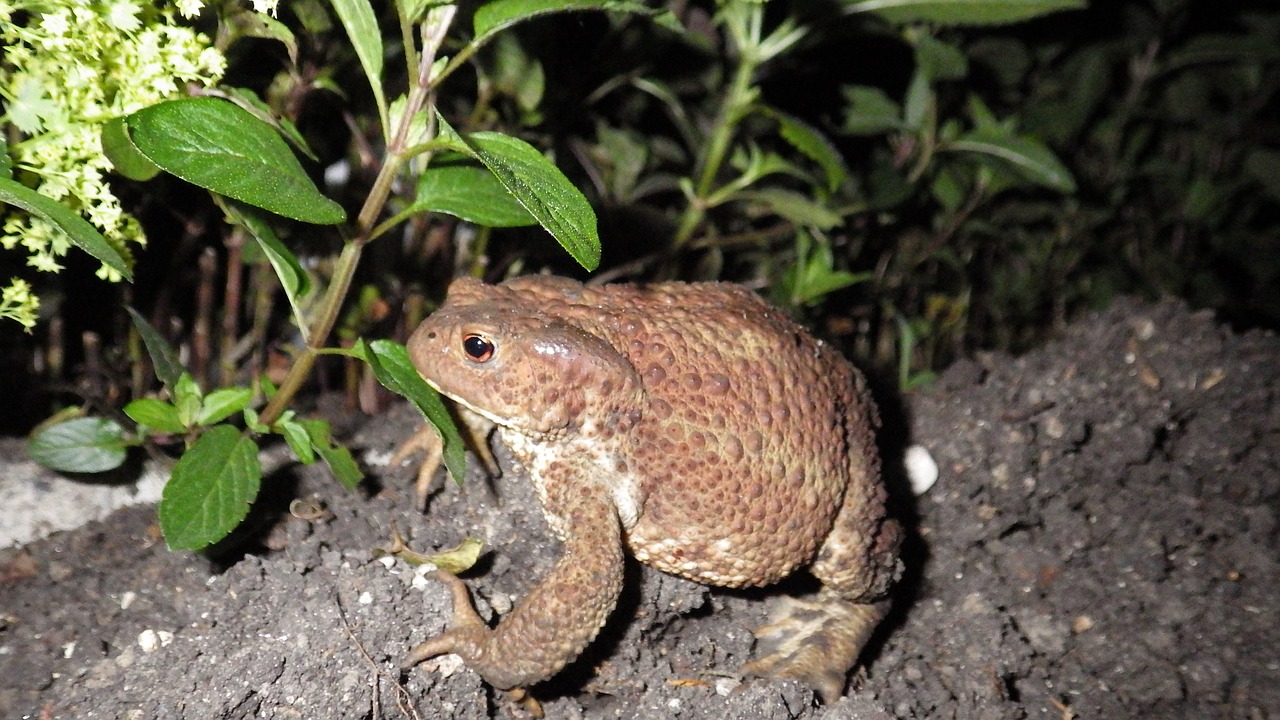 toad frog nature free photo