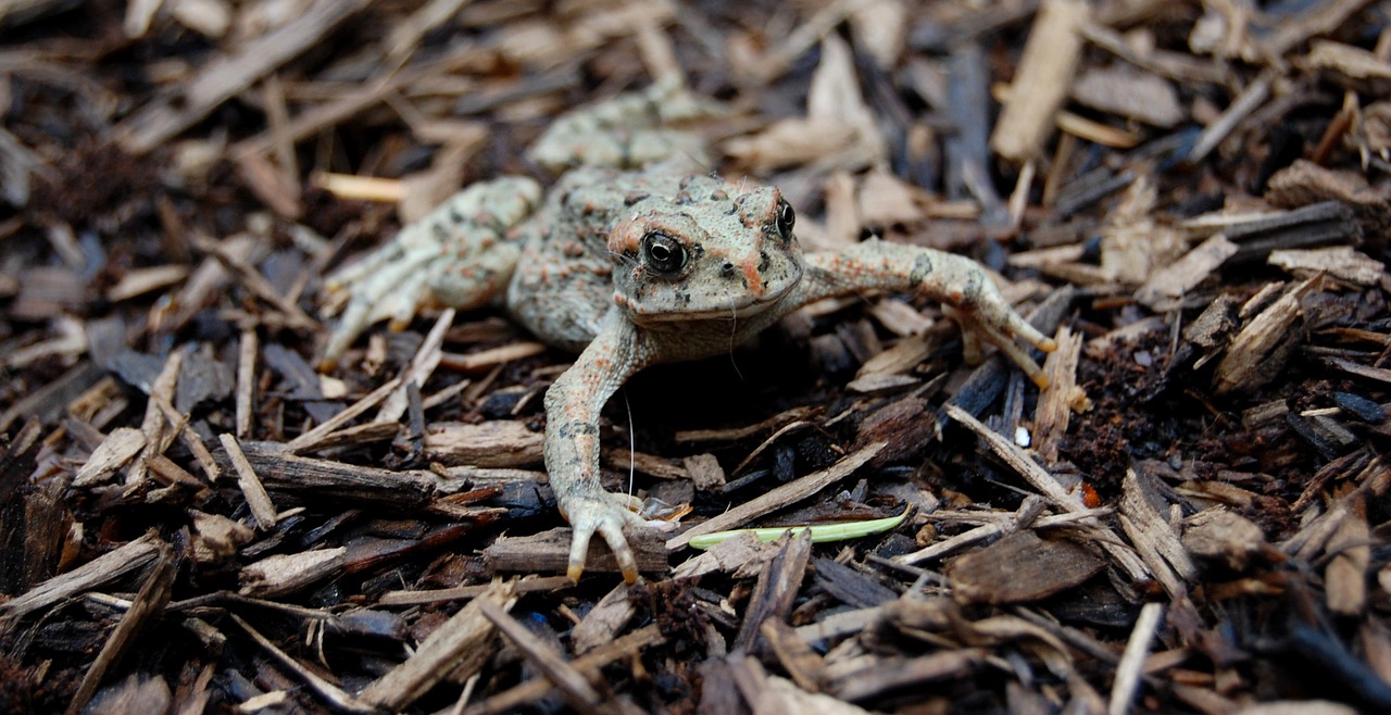 toad amphibian forest free photo