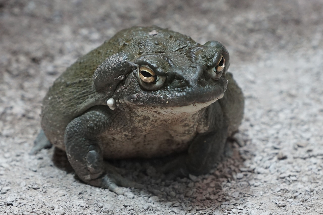 toad zoo terrarium free photo