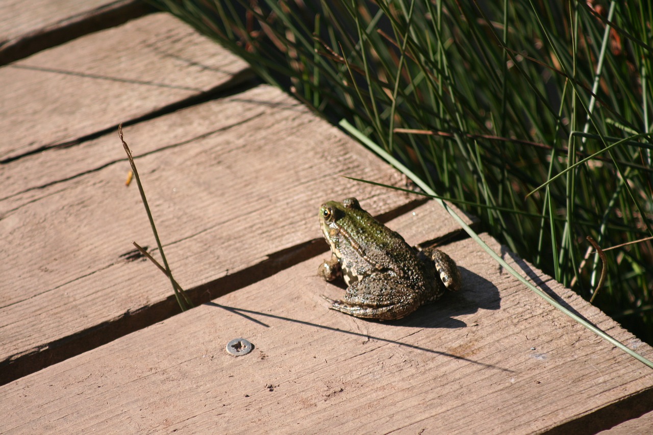 toad pontoon amphibian free photo