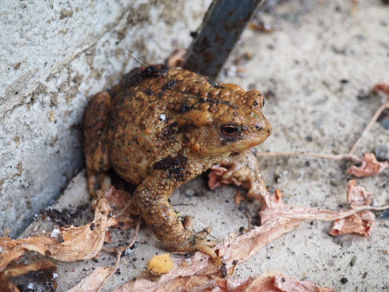 toad frog animal free photo
