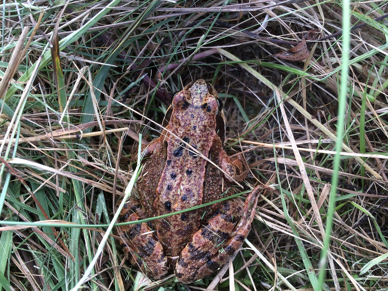 toad grass amphibians free photo