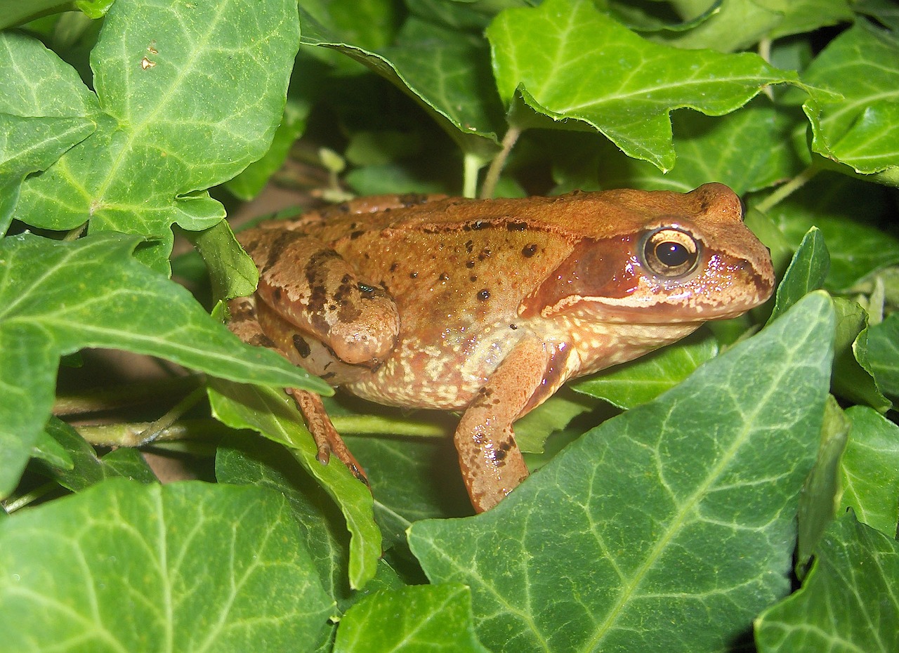 toad frog amphibians free photo