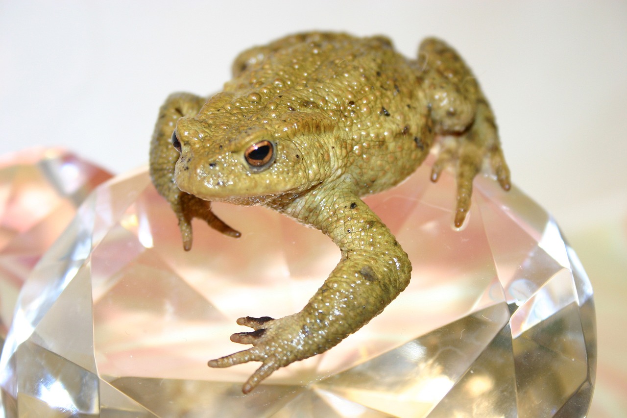 toad frog amphibians free photo
